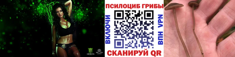 Купить где  Кондрово  Псилоцибиновые грибы Psilocybine cubensis 
